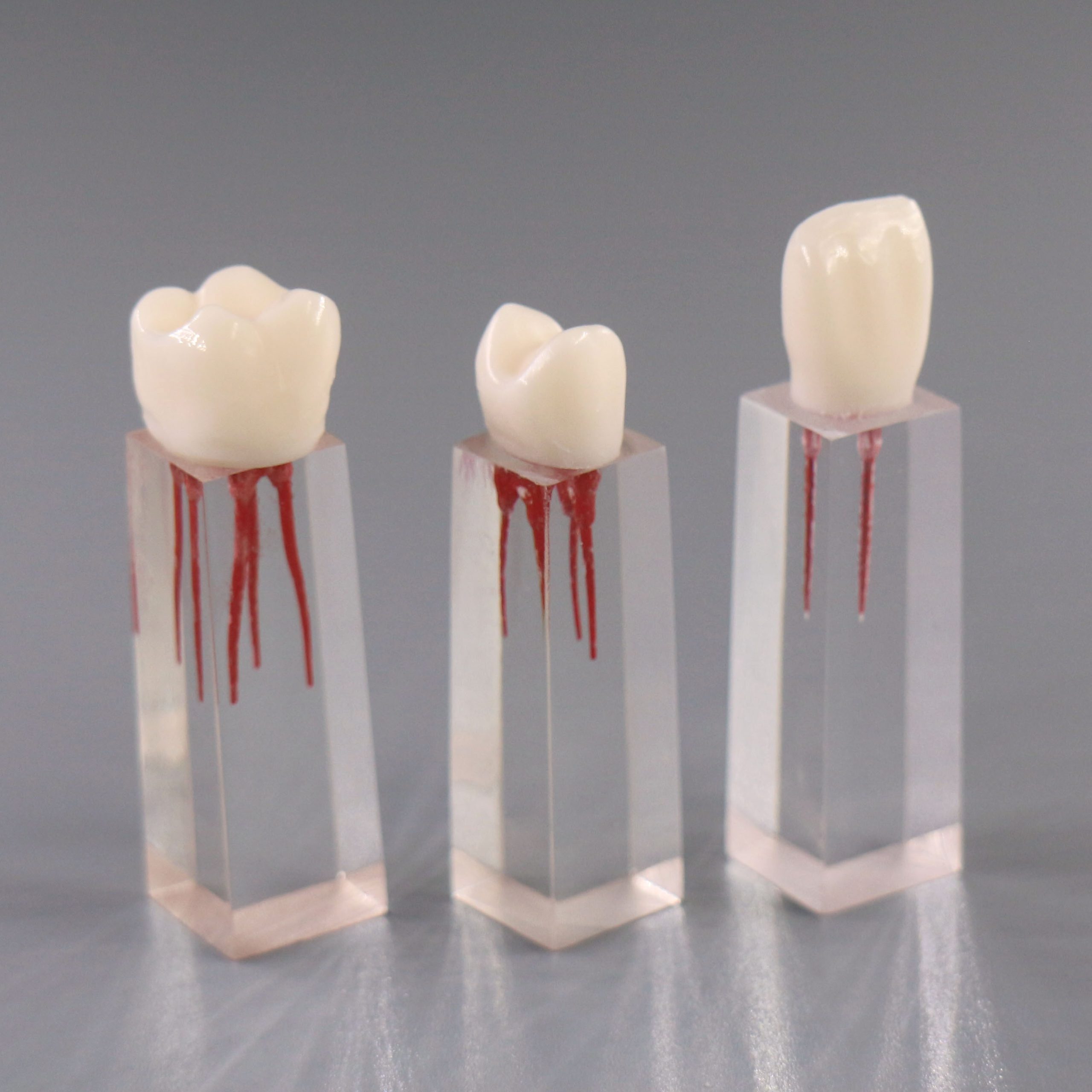 Endodontic Teeth Models – Jojenmodel-dental model teeth,dental ...