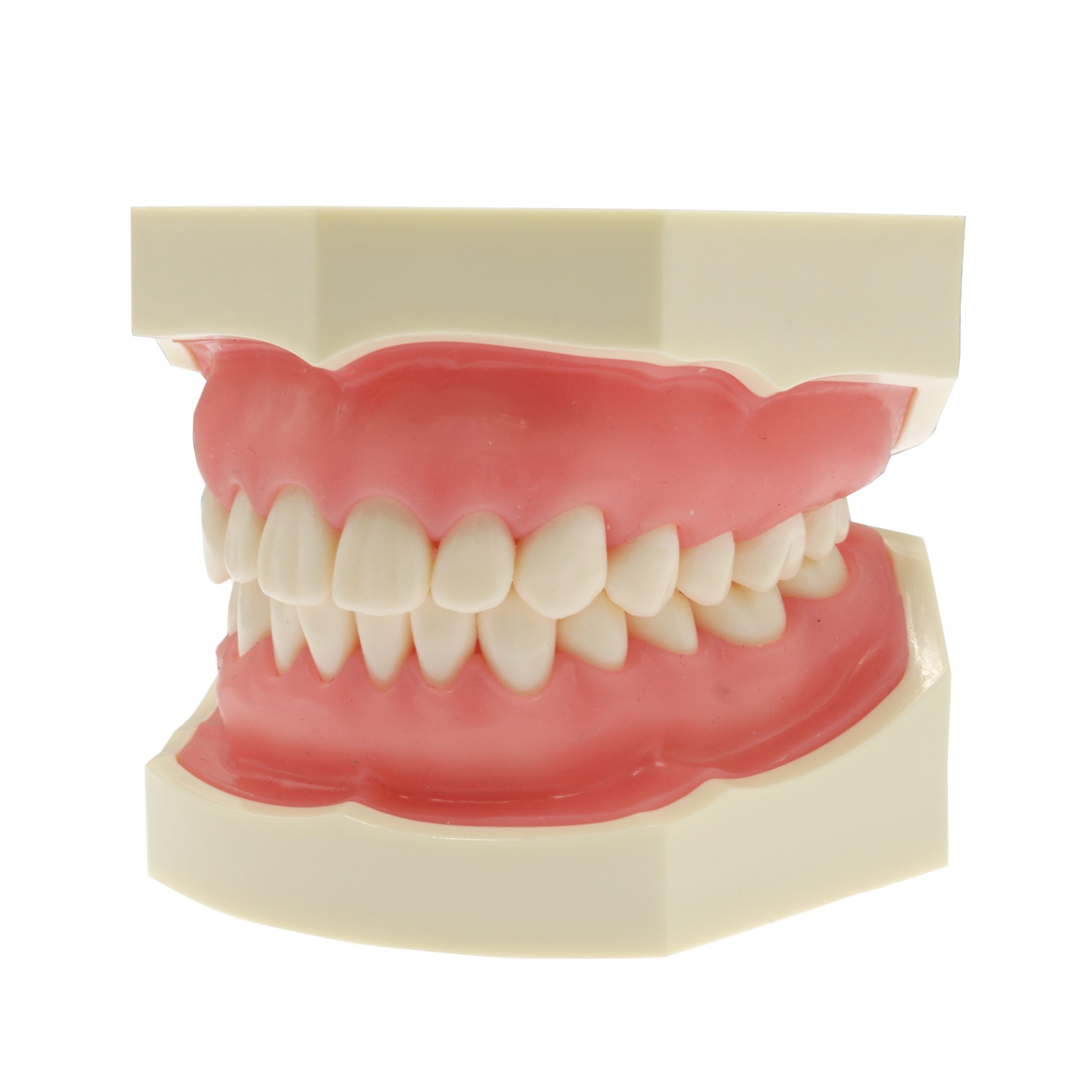 Dent Model Jojenmodel-dental model teeth,dental simulation, dental phantom head ...