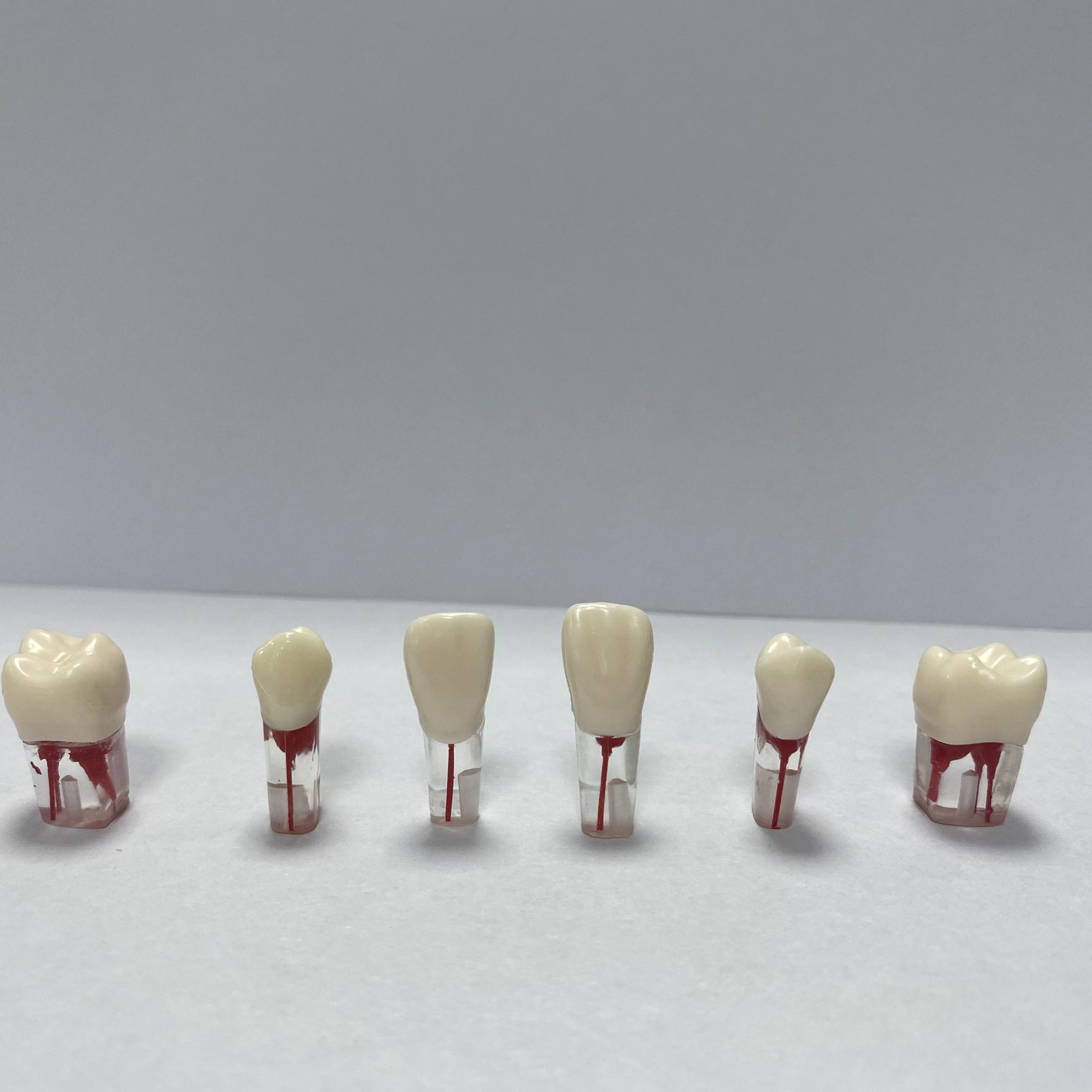 Root Canal Model – Jojenmodel-dental model teeth,dental simulation ...