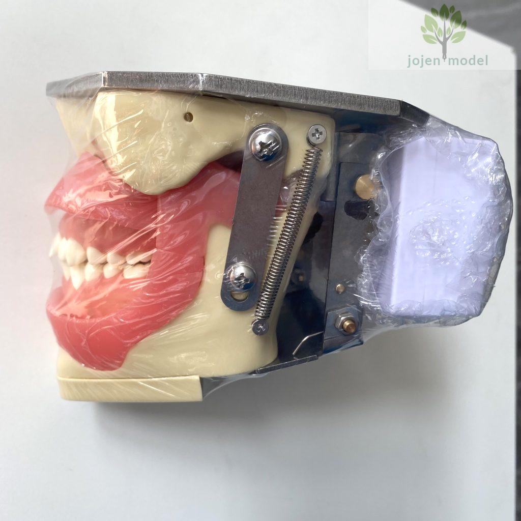 Typodont Model Typodont Teeth – Jojenmodel-dental model teeth,dental simulation ...