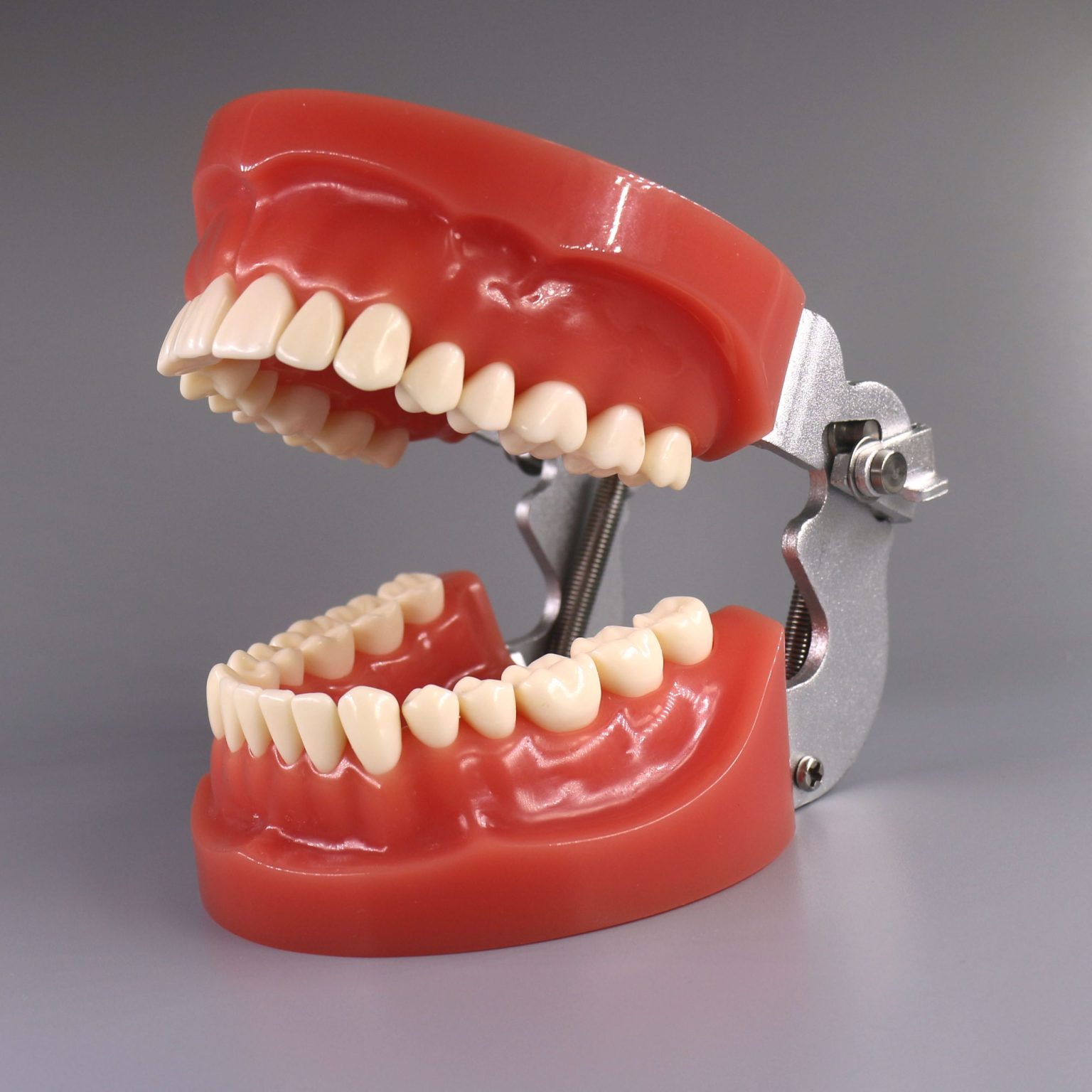 Typodont Model Typodont Replacement Teeth – Jojenmodel-dental model teeth,dental ...