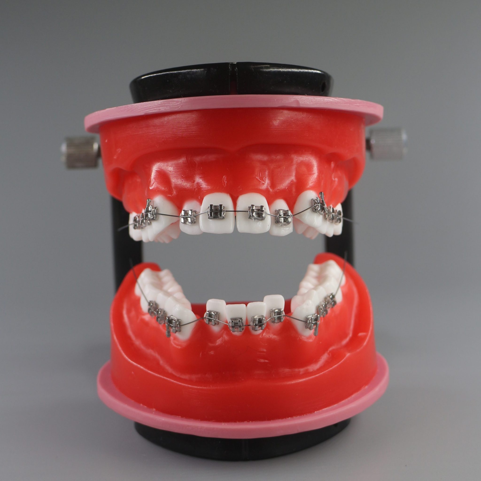 Orthodontic training Typodont Jojenmodeldental model teeth,dental