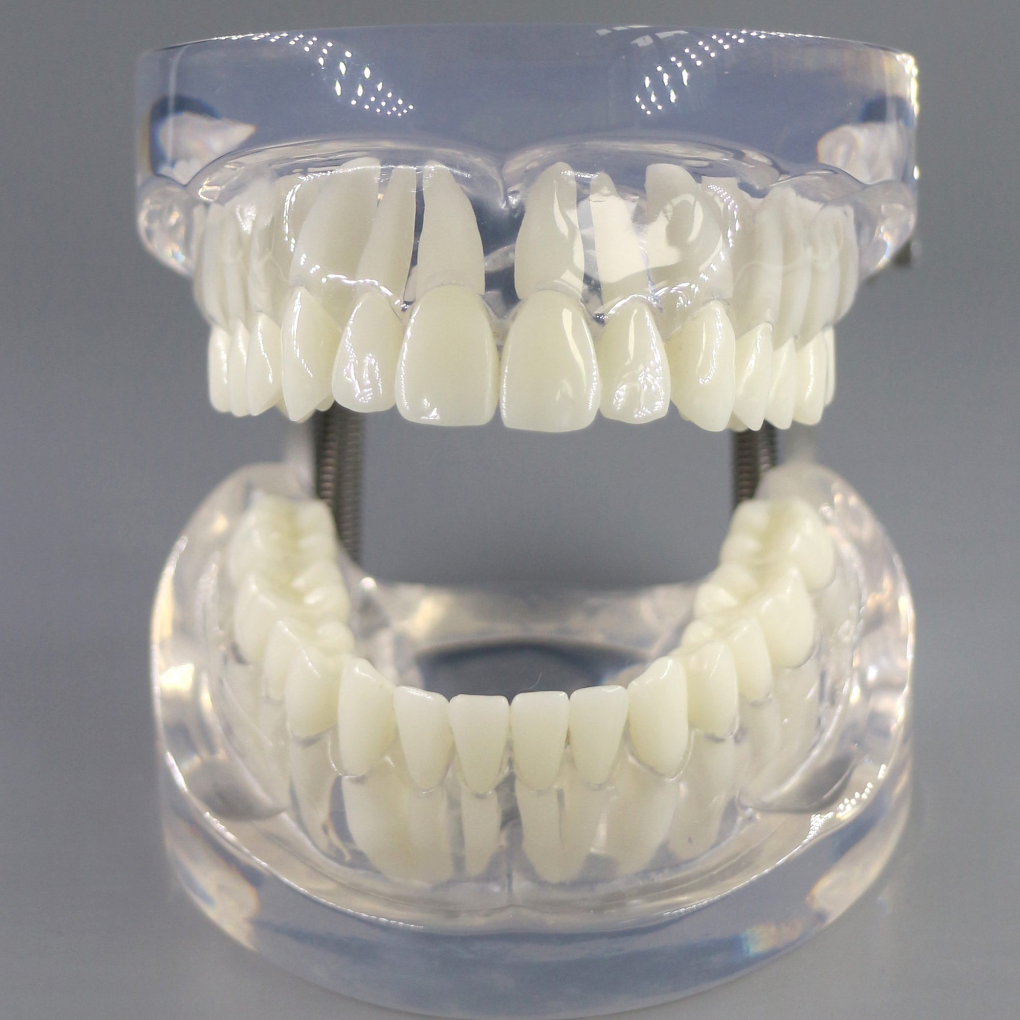 Typodont Model Orthodontic training Typodont – Jojenmodel-dental model teeth,dental ...
