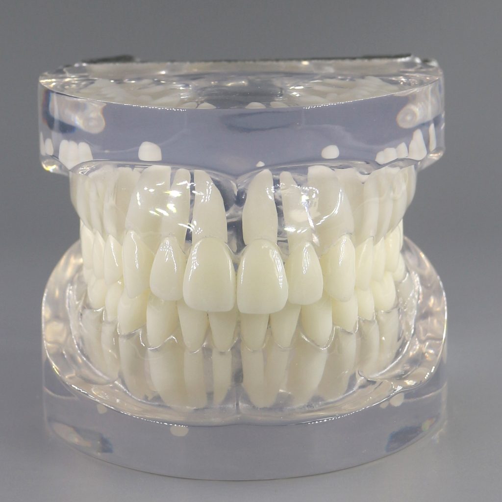 dental education models – Jojenmodel-dental model teeth,dental ...