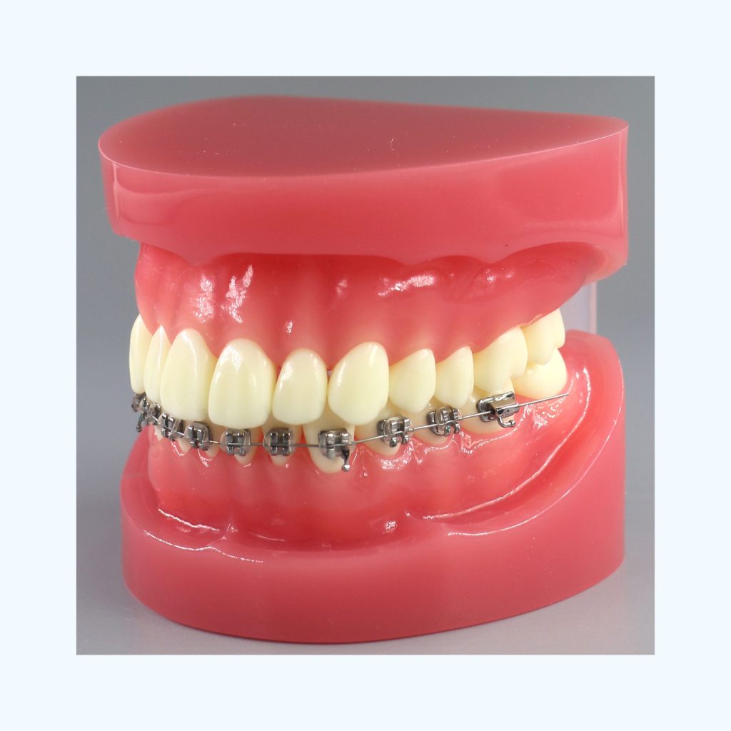 Orthodontic training Typodont Jojenmodeldental model teeth,dental