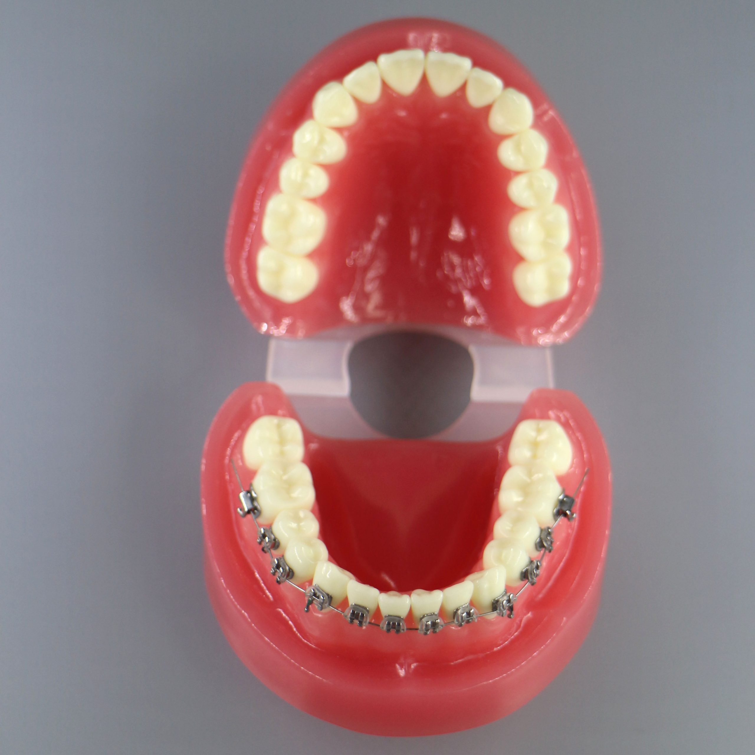 Modello di denti ortodontici Modello di denti ortodontici Typodont dentale 1:1 Demo standard Fornure dentali 66 Modello di denti ortodontici Modello di denti ortodontici Typodont dentale 1:1 Demo standard Fornure dentali 66