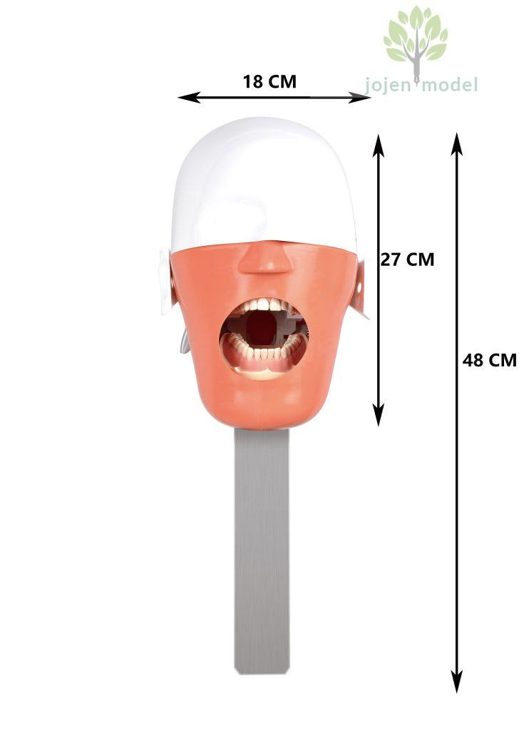 phantom-head-meaning-jojenmodel-dental-model-teeth-dental-simulation