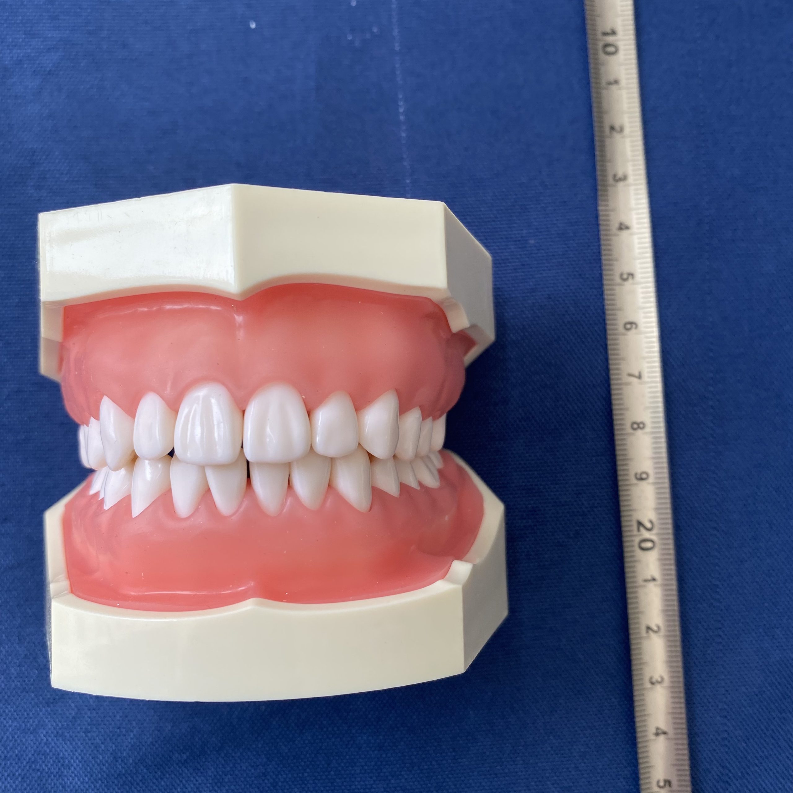Replacement teeth model – Jojenmodel-dental model teeth,dental ...