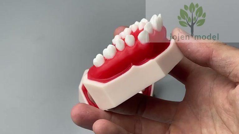 dental model China Best Factory,Dental Demonstration Models China Best ...