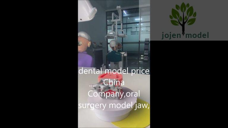 dental teaching models China High Quality Manufacturer,dental model price China Company,