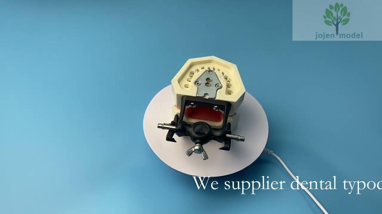 Teeth Numbers Names Educational Model China Factory,dental practice ...
