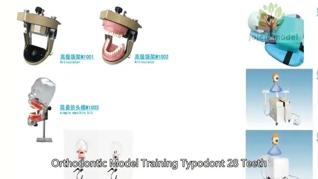 look at our Implant Model China Best Company,Demo Dental implant models
