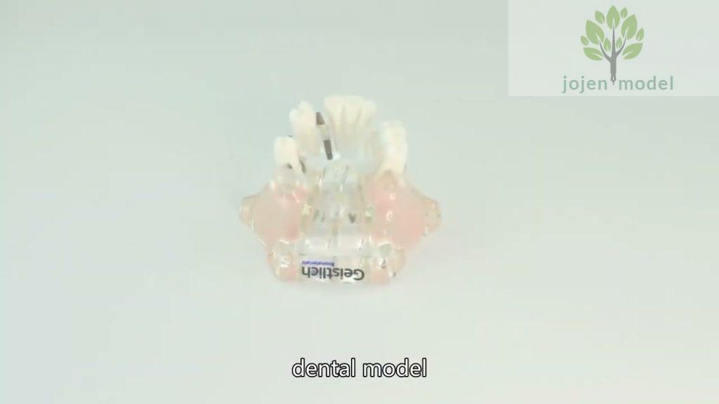 dental demo models,canine dental technician model,Dental study model