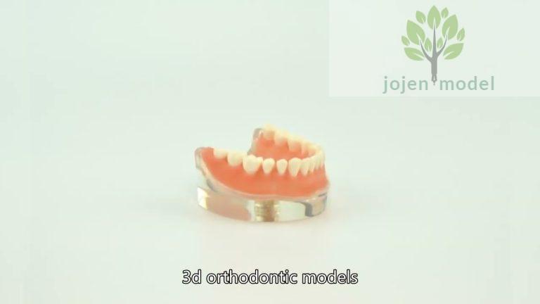 Typodont Tooth Model China Best Company,dental education models China High Quality Company,