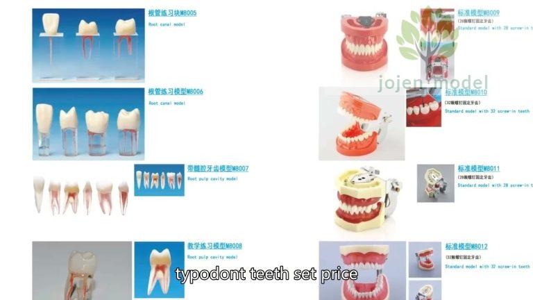 Dental Training Products, Special Tooth Models, Typodont Model ...