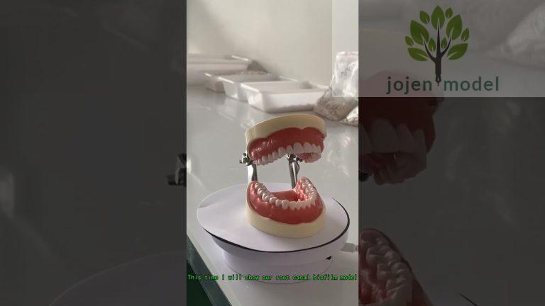 dental model brushing teeth Manufacturer in China,Dental X-Ray Manikin Simulator China customize.