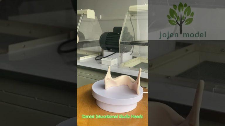 Teeth Extraction Training Model 28 Teeth Practice china manufacturer,china customize.