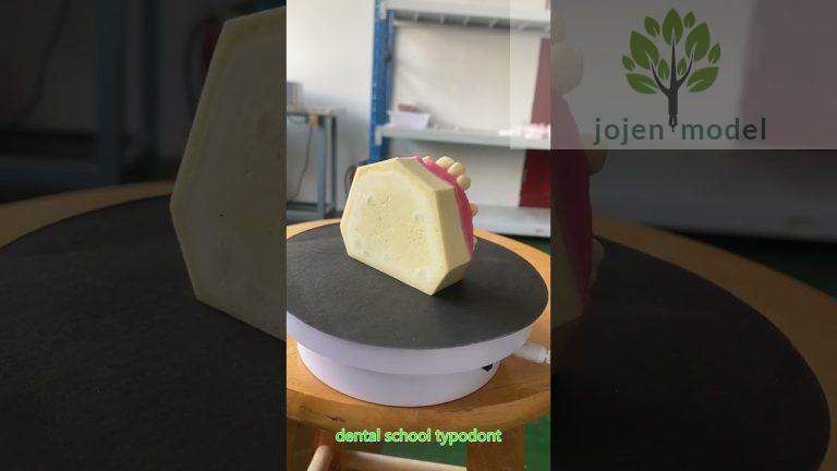 Plain Teeth models china manufacturer,dental Surgical gum Model china manufacturer,china company.